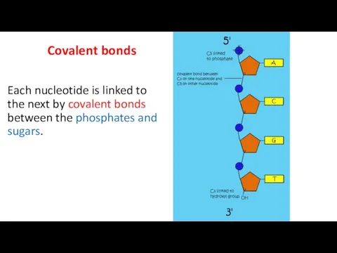 Covalent bonds Each nucleotide is linked to the next by covalent