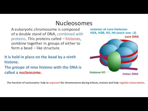 Nucleosomes A eukaryotic chromosome is composed of a double stand of