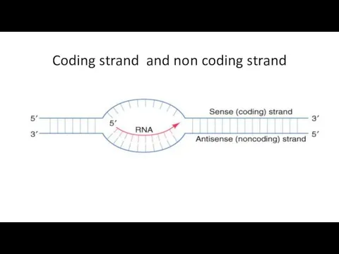 Coding strand and non coding strand