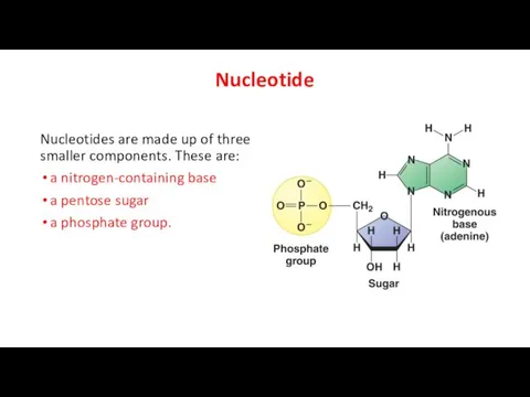 Nucleotide Nucleotides are made up of three smaller components. These are: