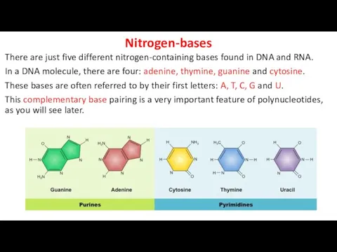 Nitrogen-bases There are just five different nitrogen-containing bases found in DNA