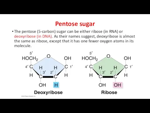 Pentose sugar The pentose (5-carbon) sugar can be either ribose (in
