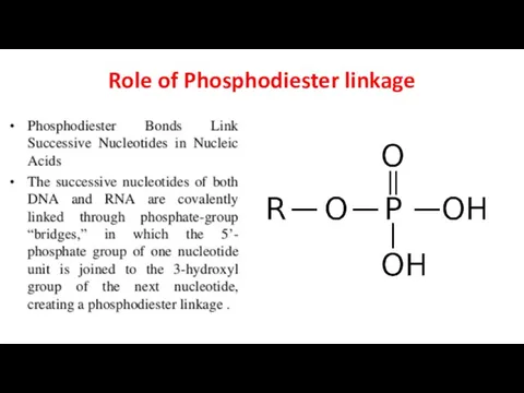 Role of Phosphodiester linkage