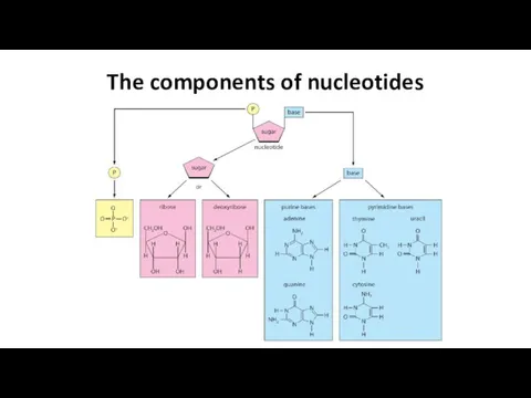 The components of nucleotides