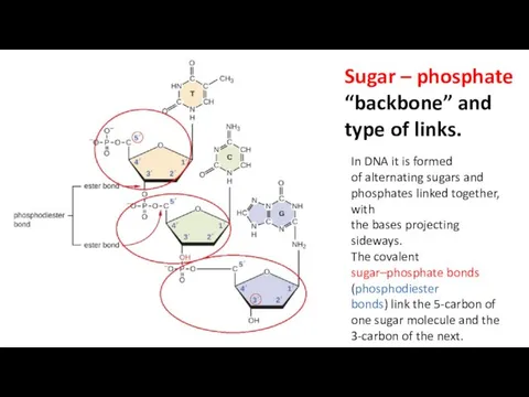 Sugar – phosphate “backbone” and type of links. In DNA it