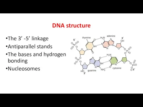 DNA structure The 3’ -5’ linkage Antiparallel stands The bases and hydrogen bonding Nucleosomes