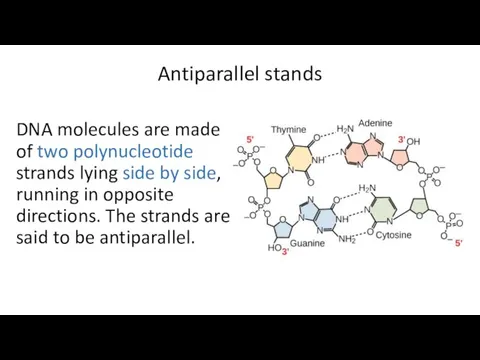 Antiparallel stands DNA molecules are made of two polynucleotide strands lying