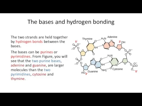 The bases and hydrogen bonding The two strands are held together