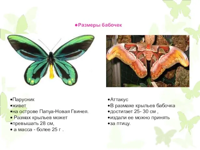 Размеры бабочек Аттакус В размахе крыльев бабочка достигает 25- 30 см