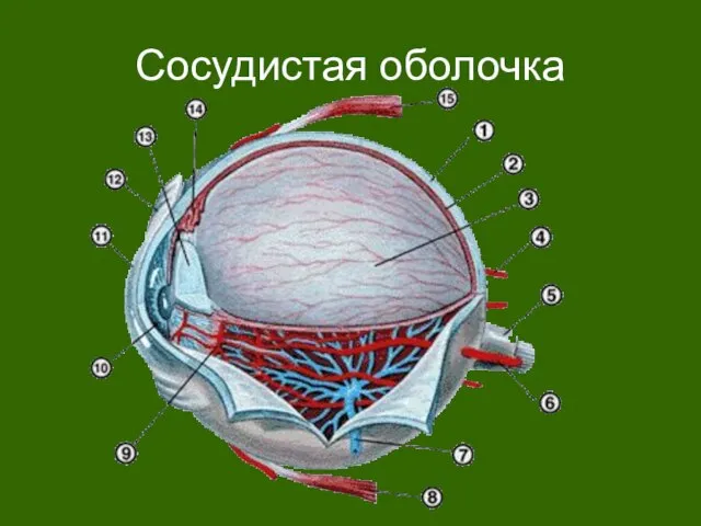 Сосудистая оболочка