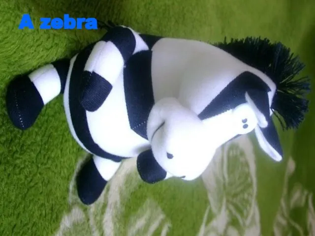 A zebra