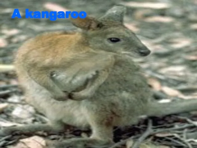 A kangaroo