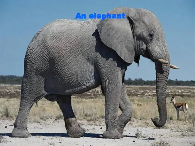 An elephant