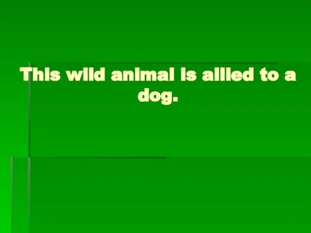 This wild animal is allied to a dog.