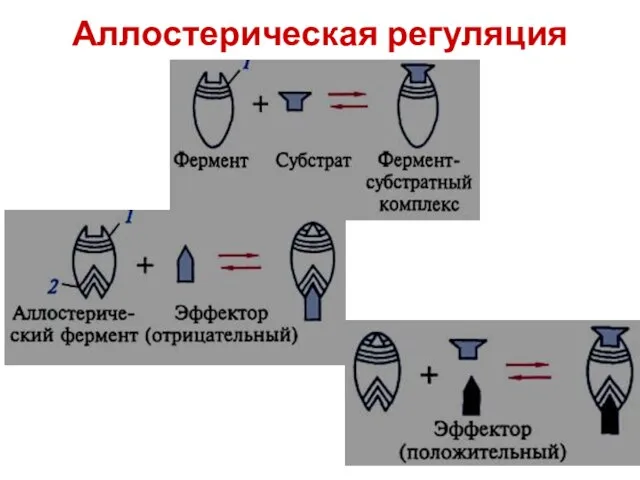 Аллостерическая регуляция