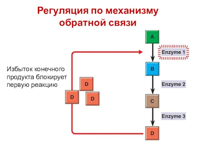 Регуляция по механизму обратной связи Избыток конечного продукта блокирует первую реакцию