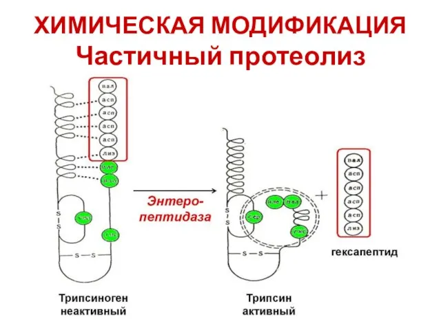 ХИМИЧЕСКАЯ МОДИФИКАЦИЯ Частичный протеолиз