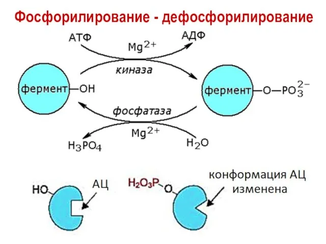 Фосфорилирование - дефосфорилирование