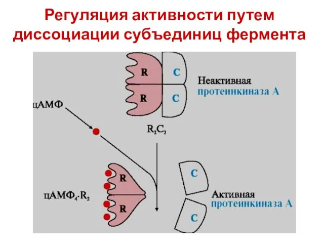 Регуляция активности путем диссоциации субъединиц фермента