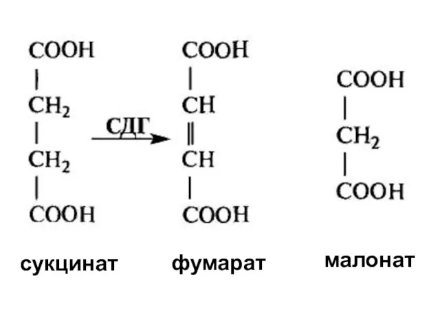 сукцинат фумарат малонат