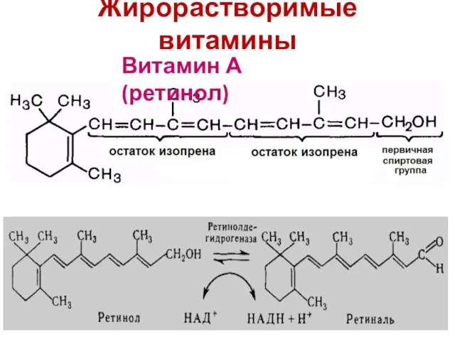 Жирорастворимые витамины Витамин А (ретинол)