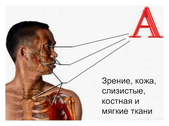 Зрение, кожа, слизистые, костная и мягкие ткани