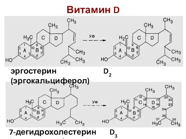 Витамин D эргостерин D2 (эргокальциферол) 7-дегидрохолестерин D3 (холекальциферол)