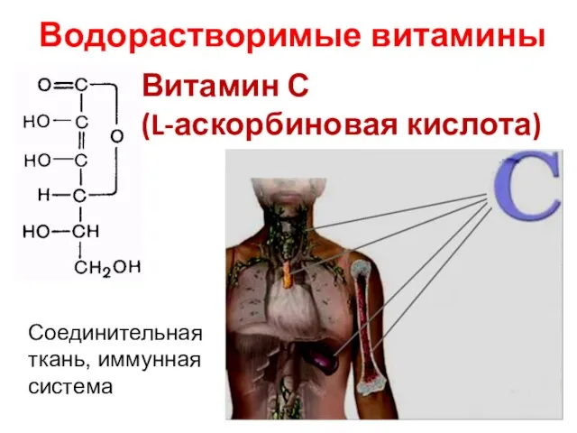 Водорастворимые витамины Витамин С (L-аскорбиновая кислота) Соединительная ткань, иммунная система