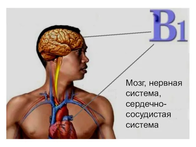 Мозг, нервная система, сердечно-сосудистая система