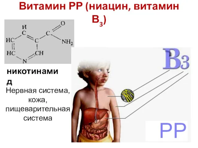 Витамин РР (ниацин, витамин В3) никотинамид Нервная система, кожа, пищеварительная система