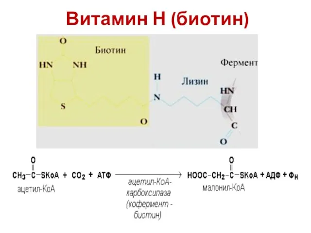 Витамин Н (биотин)