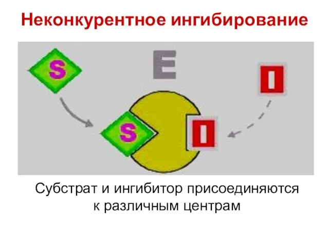 Неконкурентное ингибирование Субстрат и ингибитор присоединяются к различным центрам