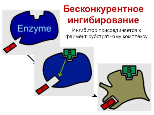 Бесконкурентное ингибирование Ингибитор присоединяется к фермент-субстратному комплексу