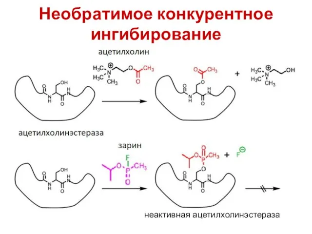 Необратимое конкурентное ингибирование неактивная ацетилхолинэстераза