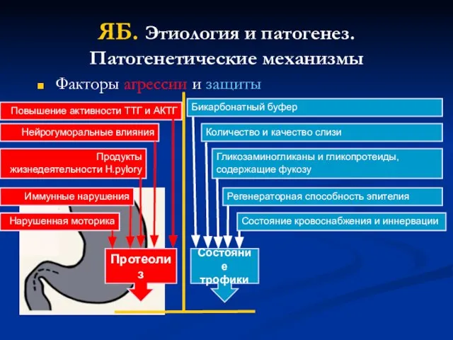 ЯБ. Этиология и патогенез. Патогенетические механизмы Факторы агрессии и защиты Протеолиз