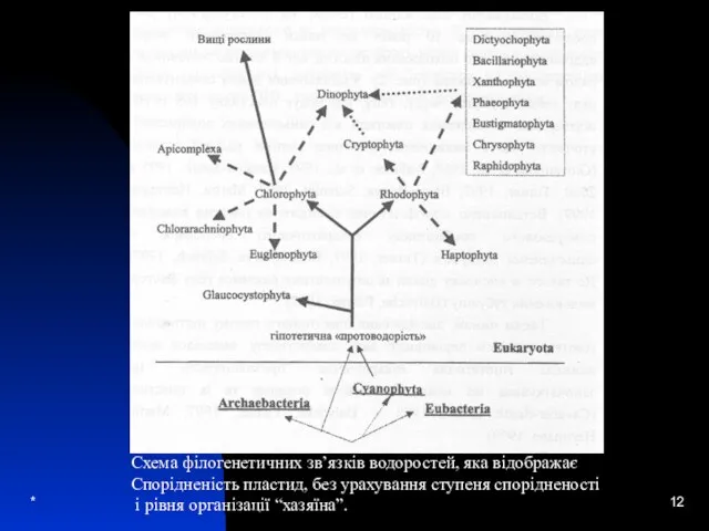 * Схема філогенетичних зв’язків водоростей, яка відображає Спорідненість пластид, без урахування