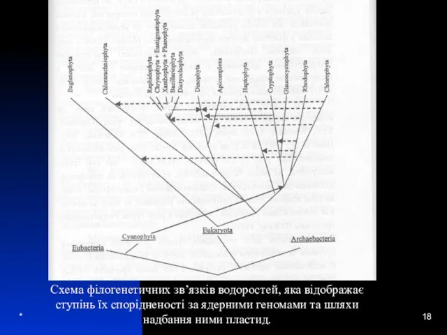 * Схема філогенетичних зв’язків водоростей, яка відображає ступінь їх спорідненості за