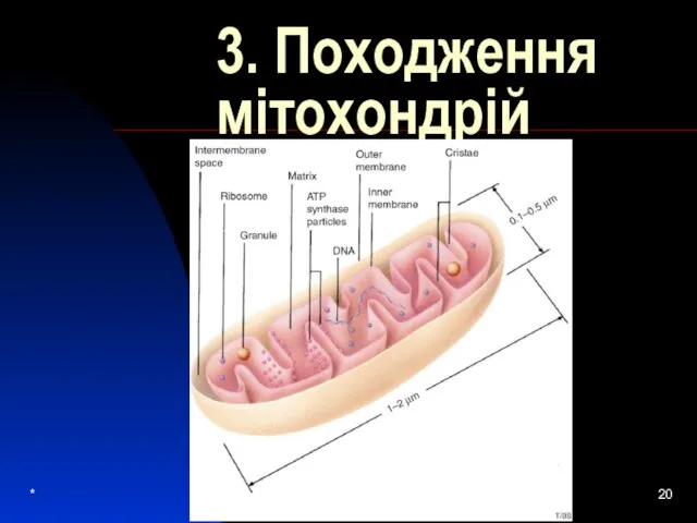 3. Походження мітохондрій *