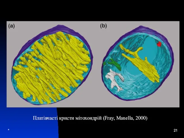 * Платівчасті кристи мітохондрій (Fray, Manella, 2000)