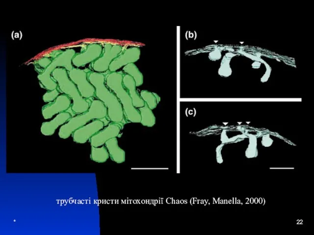 * трубчасті кристи мітохондрії Chaos (Fray, Manella, 2000)