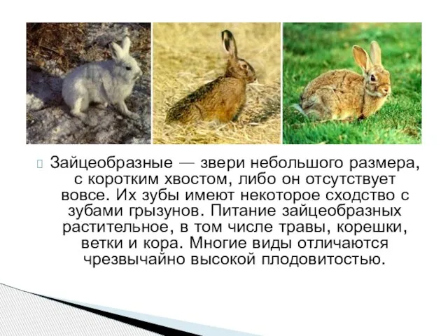 Зайцеобразные — звери небольшого размера, с коротким хвостом, либо он отсутствует