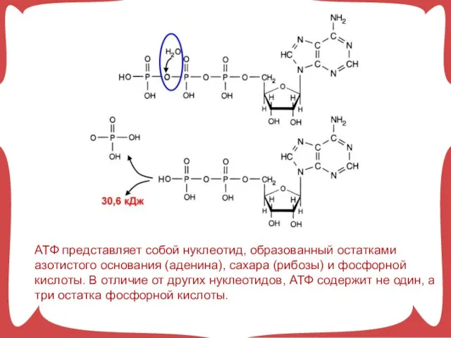 АТФ представляет собой нуклеотид, образованный остатками азотистого основания (аденина), сахара (рибозы)