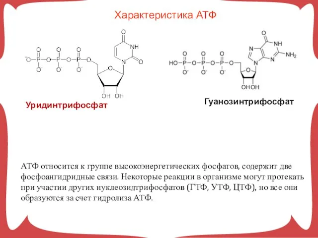 Характеристика АТФ АТФ относится к группе высокоэнергетических фосфатов, содержит две фосфоангидридные