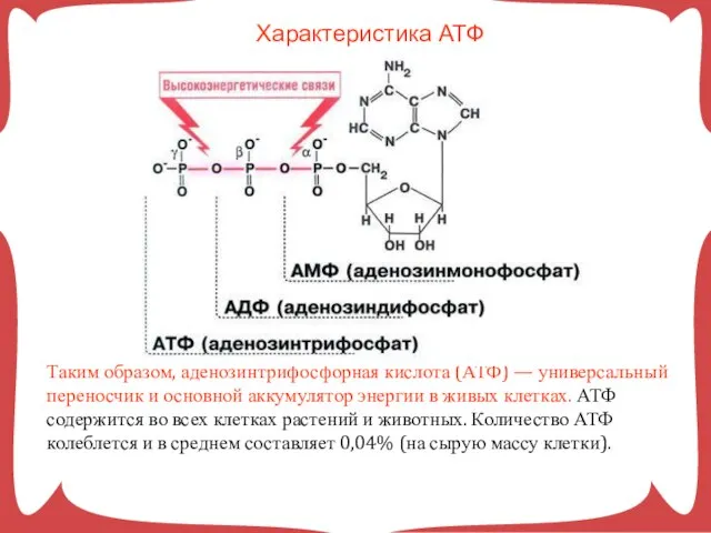 Таким образом, аденозинтрифосфорная кислота (АТФ) — универсальный переносчик и основной аккумулятор