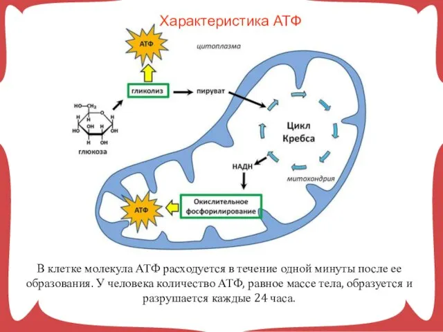 В клетке молекула АТФ расходуется в течение одной минуты после ее