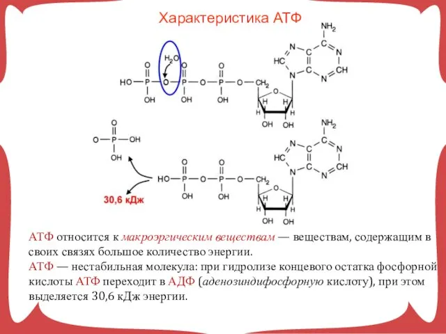 АТФ относится к макроэргическим веществам — веществам, содержащим в своих связях
