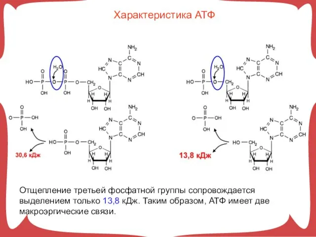 Отщепление третьей фосфатной группы сопровождается выделением только 13,8 кДж. Таким образом,