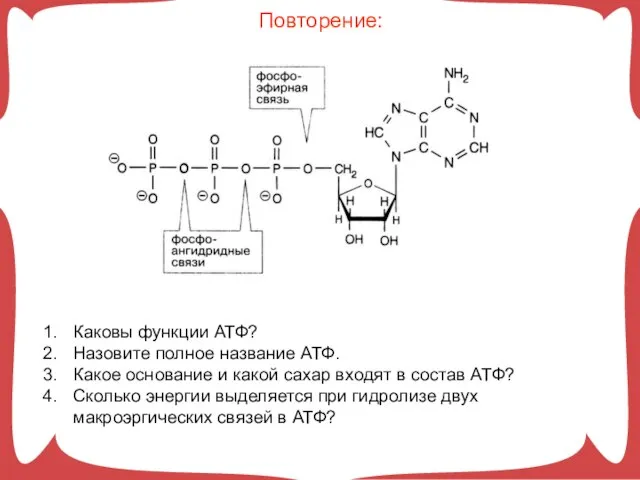 Повторение: Каковы функции АТФ? Назовите полное название АТФ. Какое основание и