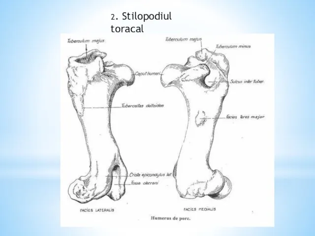 2. Stilopodiul toracal