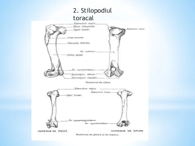 2. Stilopodiul toracal